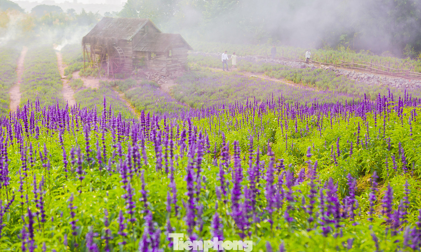 Cánh đồng hoa Nữ hoàng xanh như trời Âu giữa Hà Nội ảnh 5