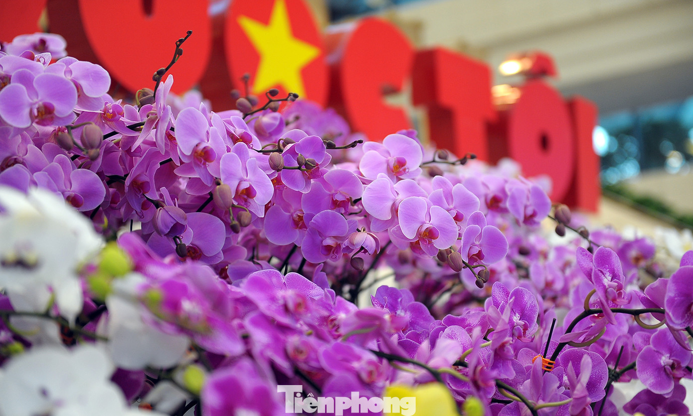 1.200 cành lan khoe sắc không gian Đại hội Hội LHTN Việt Nam lần thứ VIII ảnh 4