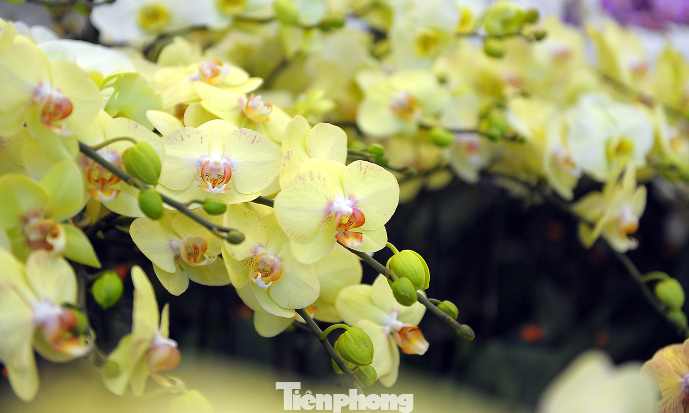 1.200 cành lan khoe sắc không gian Đại hội Hội LHTN Việt Nam lần thứ VIII ảnh 5