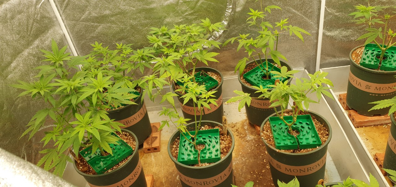 Dựng lều trồng cần sa ở Thủ Đức, lên mạng rao bán kiếm tiền ảnh 1