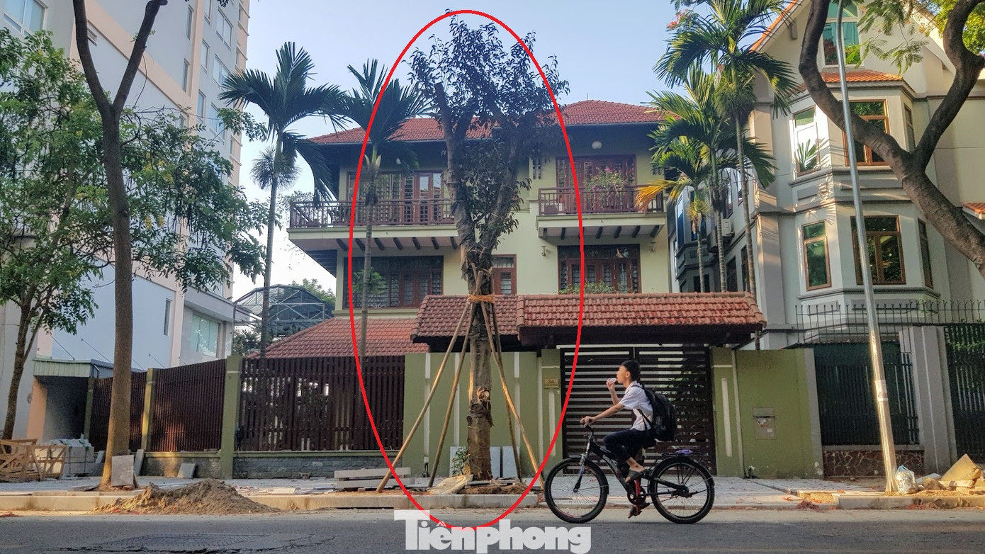 Biệt thự đô thị kiểu mẫu Hà Nội tự chặt cây, lát vỉa hè sai quy hoạch ảnh 4