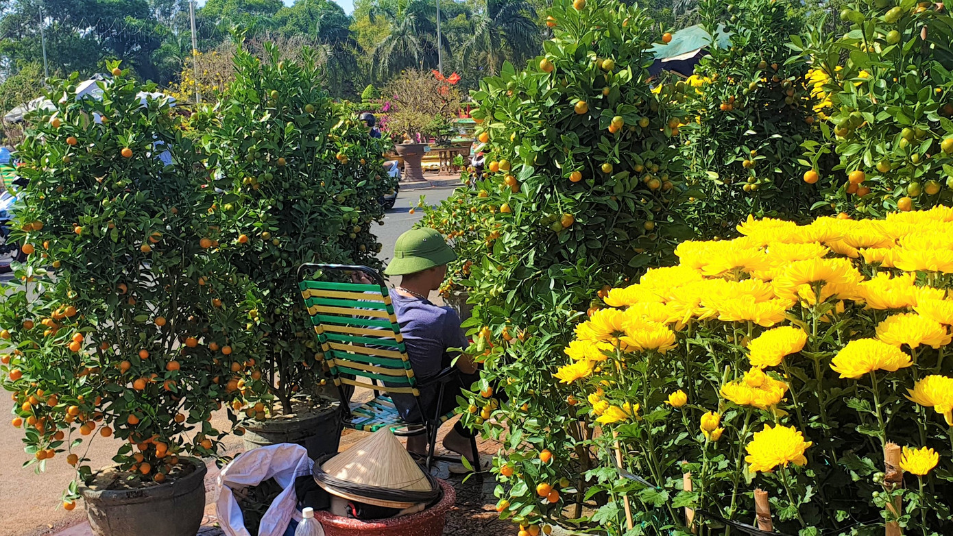 Buôn Ma Thuột: Chợ hoa hắt hiu, tiểu thương lo mất Tết ảnh 5