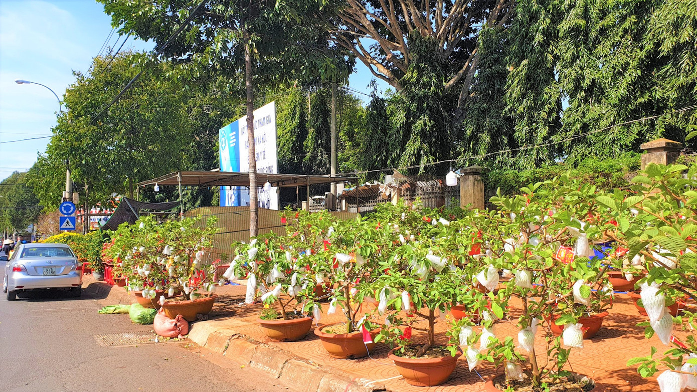 Buôn Ma Thuột: Chợ hoa hắt hiu, tiểu thương lo mất Tết ảnh 1