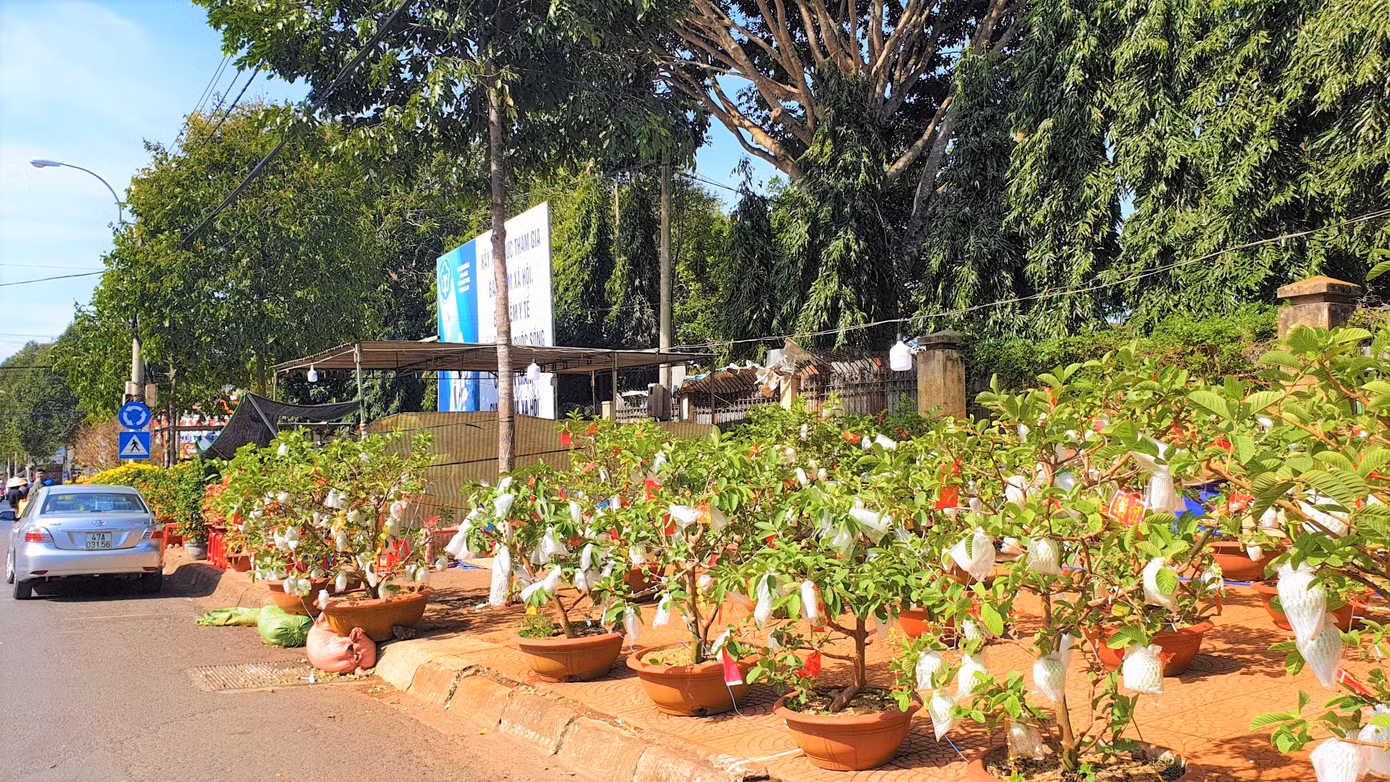 Buôn Ma Thuột: Chợ hoa hắt hiu, tiểu thương lo mất Tết ảnh 1