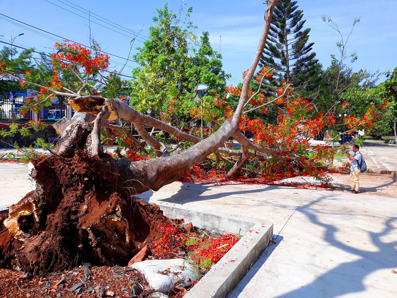 Đắk Lắk ra công văn 'khẩn' sau vụ phượng cổ thụ bật gốc trong sân trường ảnh 1