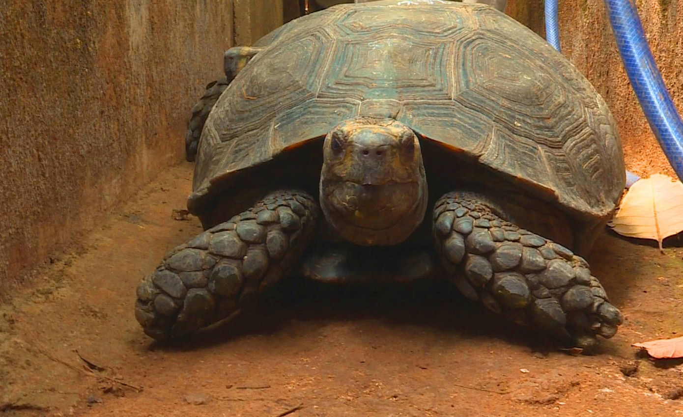 Đắk Lắk: Tạm giữ 127 cá thể rùa chưa rõ nguồn gốc ảnh 1