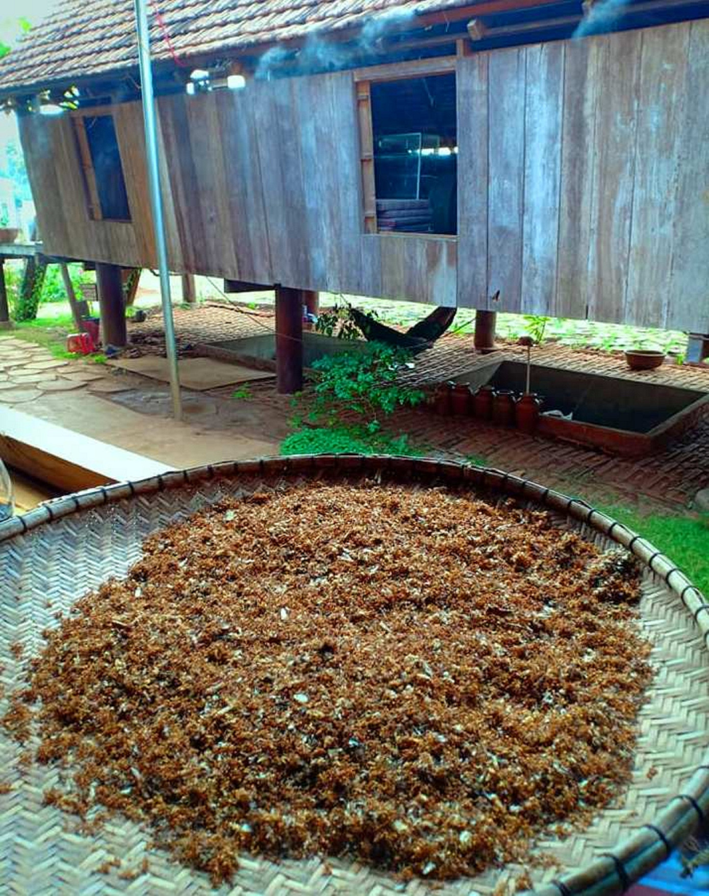 Độc lạ món kiến vàng dành cho khách quý ảnh 6