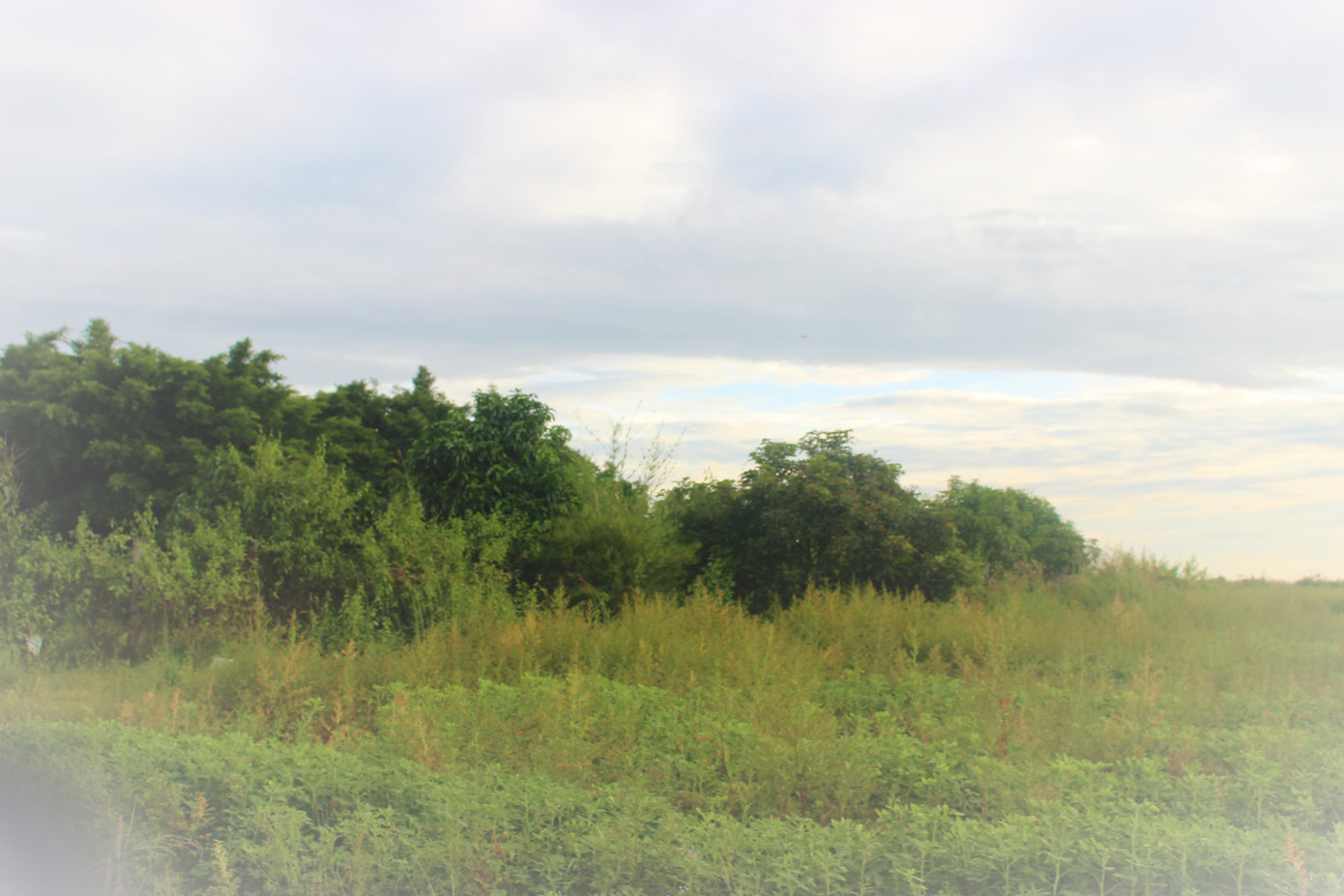 Rừng giao cho doanh nghiệp bị phá: 'Đền' bằng cách trồng cây ảnh 2