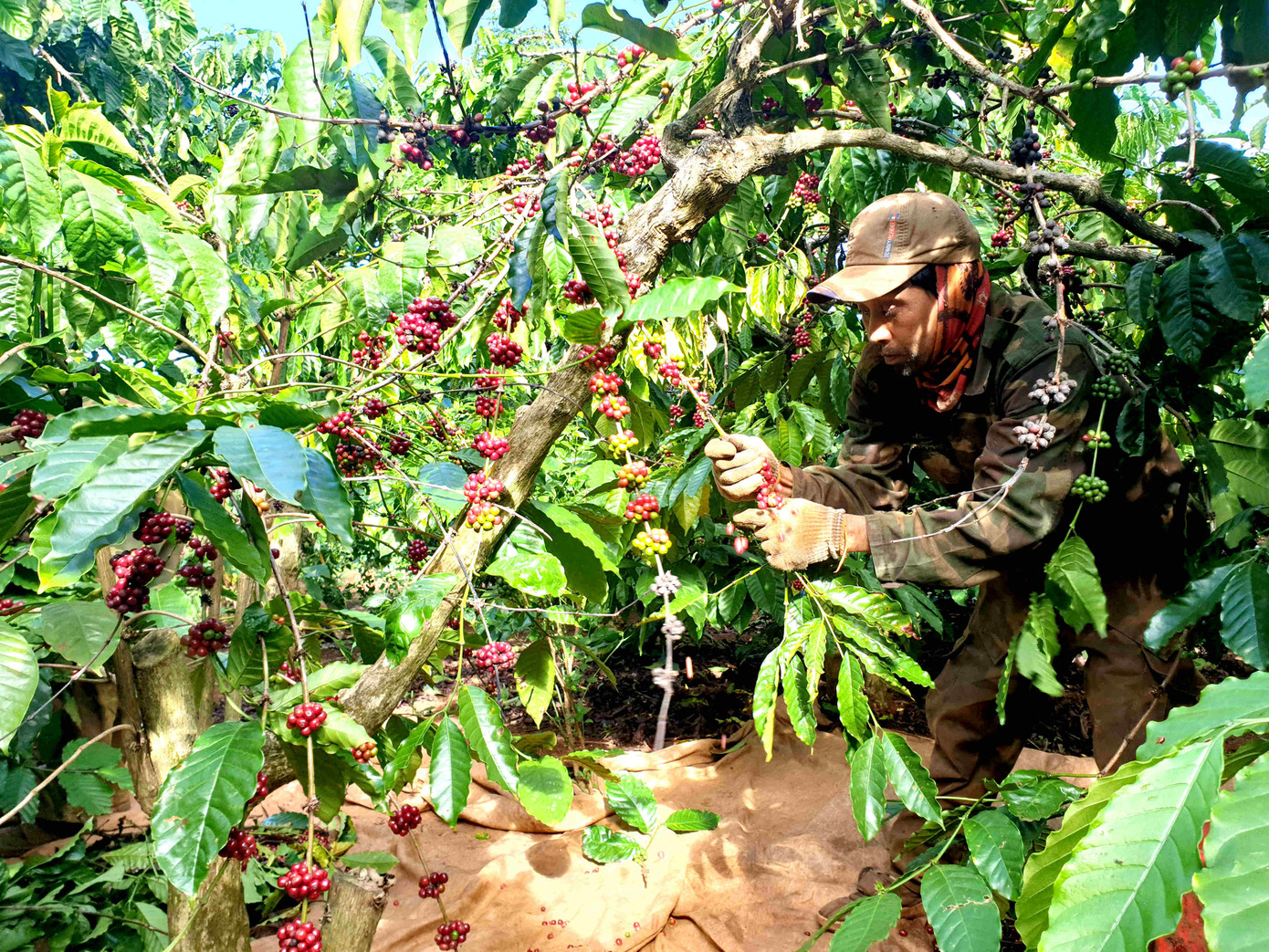 Cà phê chín rộ, nông dân Tây Nguyên hối hả thu hoạch ảnh 2