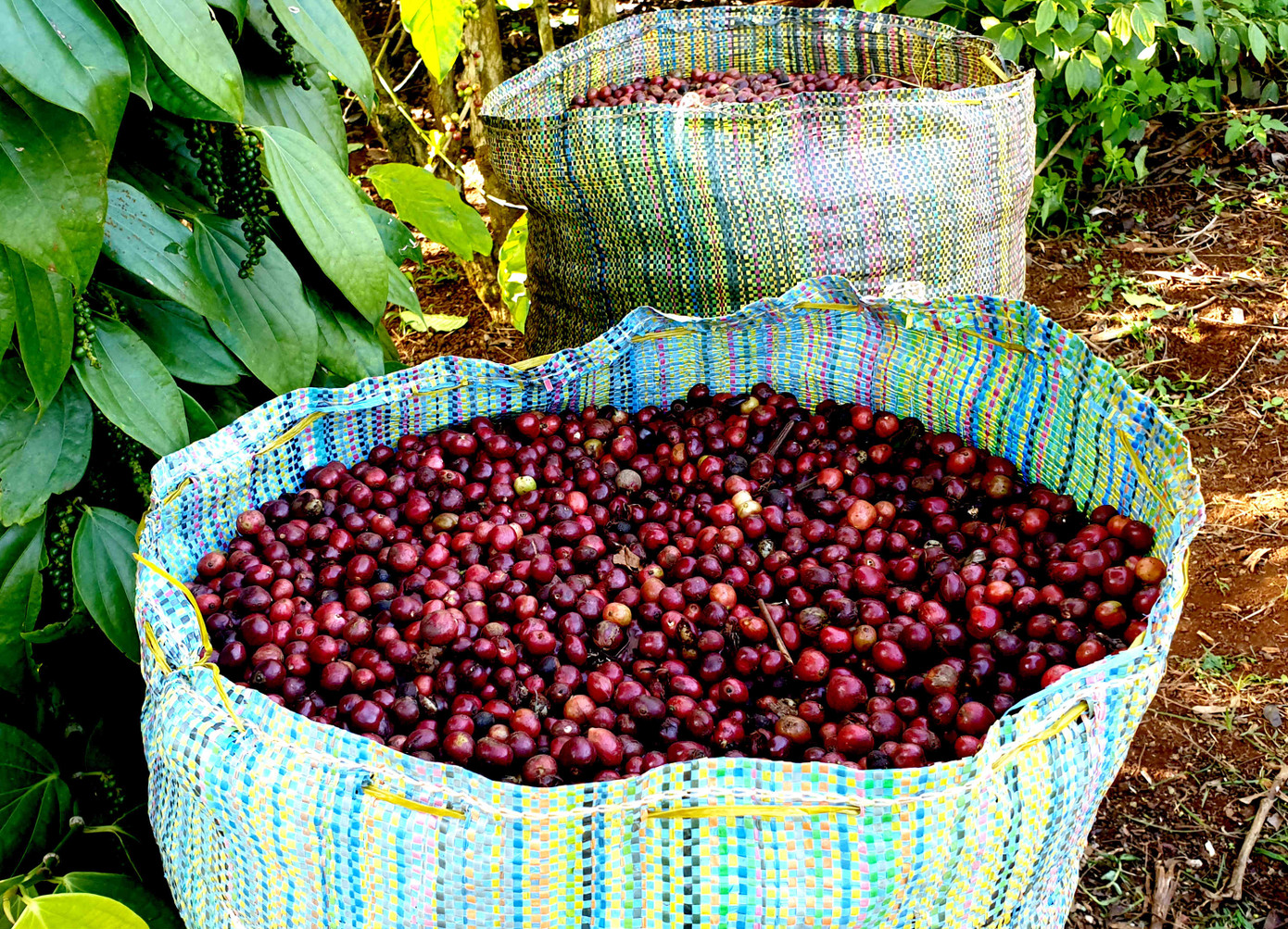 Cà phê chín rộ, nông dân Tây Nguyên hối hả thu hoạch ảnh 6