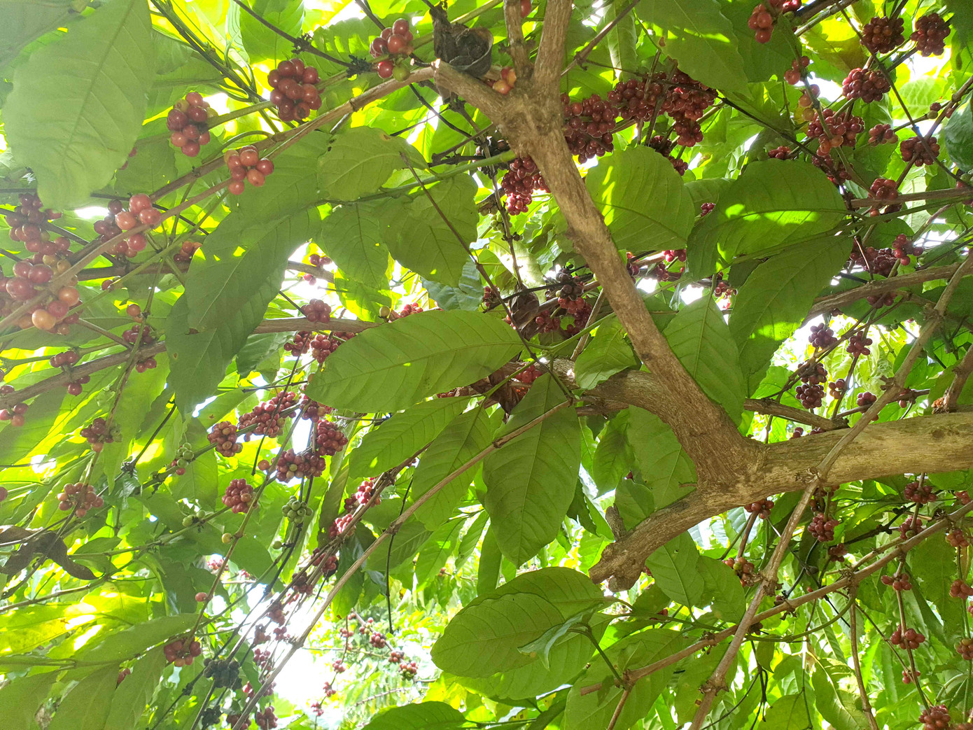 Cà phê chín rộ, nông dân Tây Nguyên hối hả thu hoạch ảnh 3