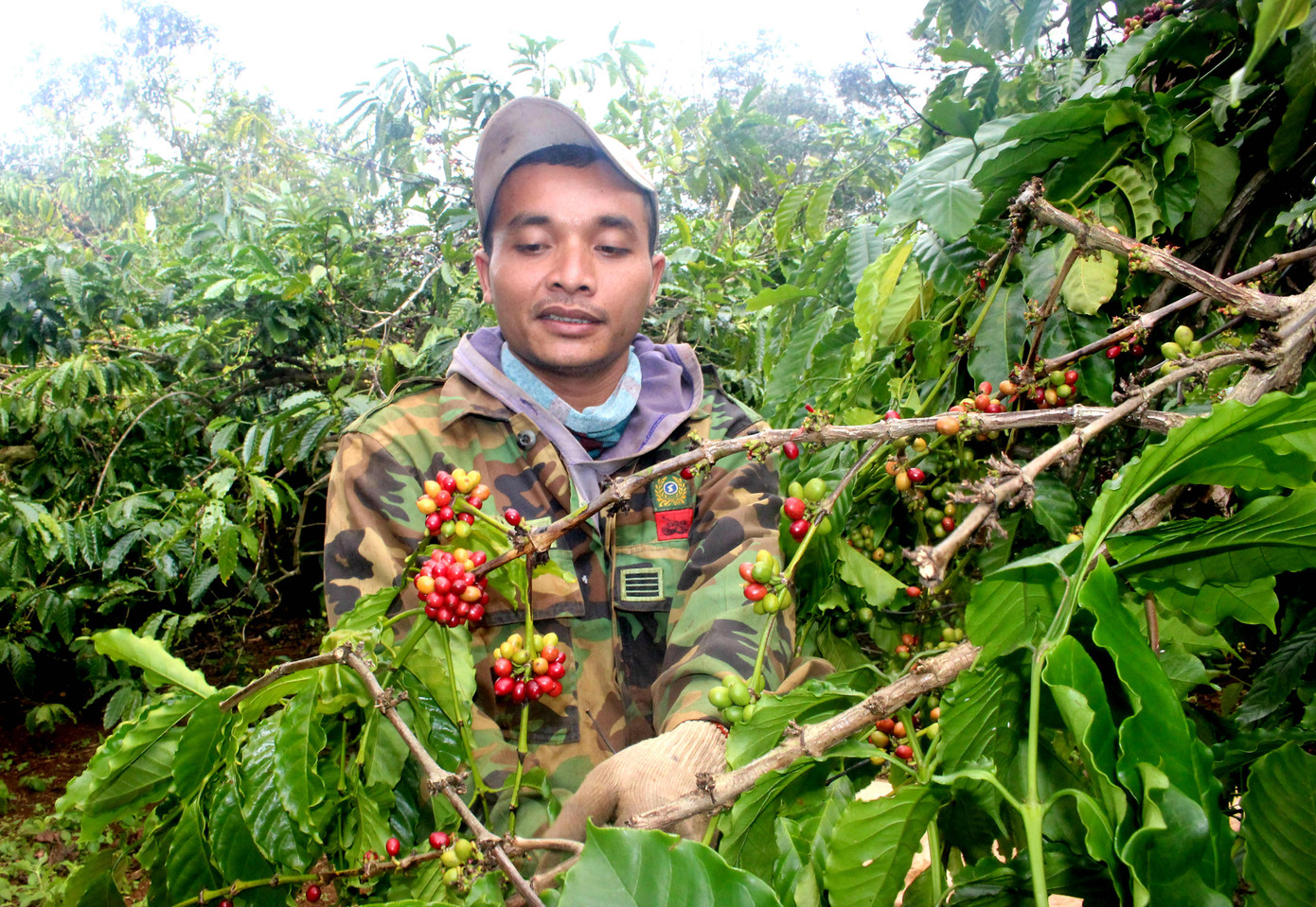 Cà phê chín rộ, nông dân Tây Nguyên hối hả thu hoạch ảnh 4