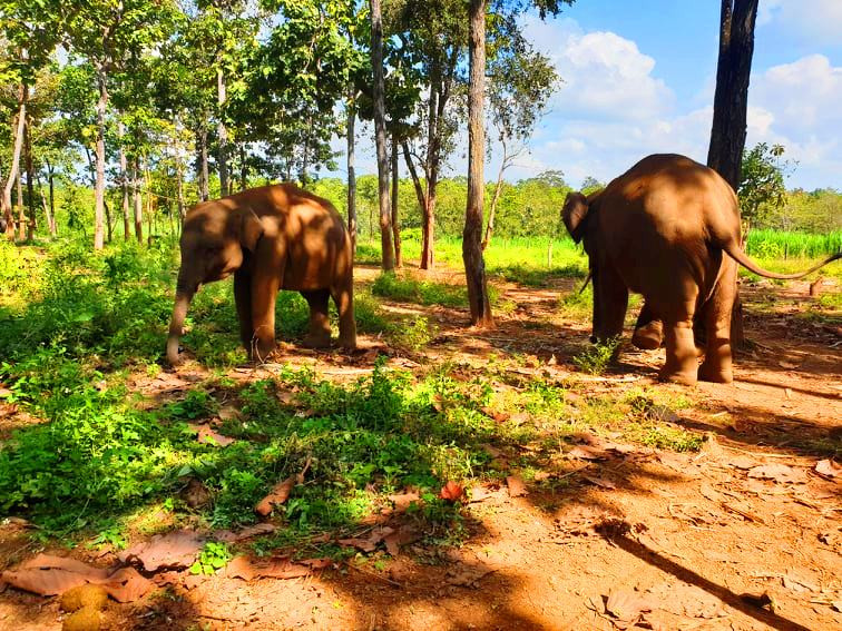 Cưỡi voi động dục: Đánh cược tính mạng du khách? ảnh 2