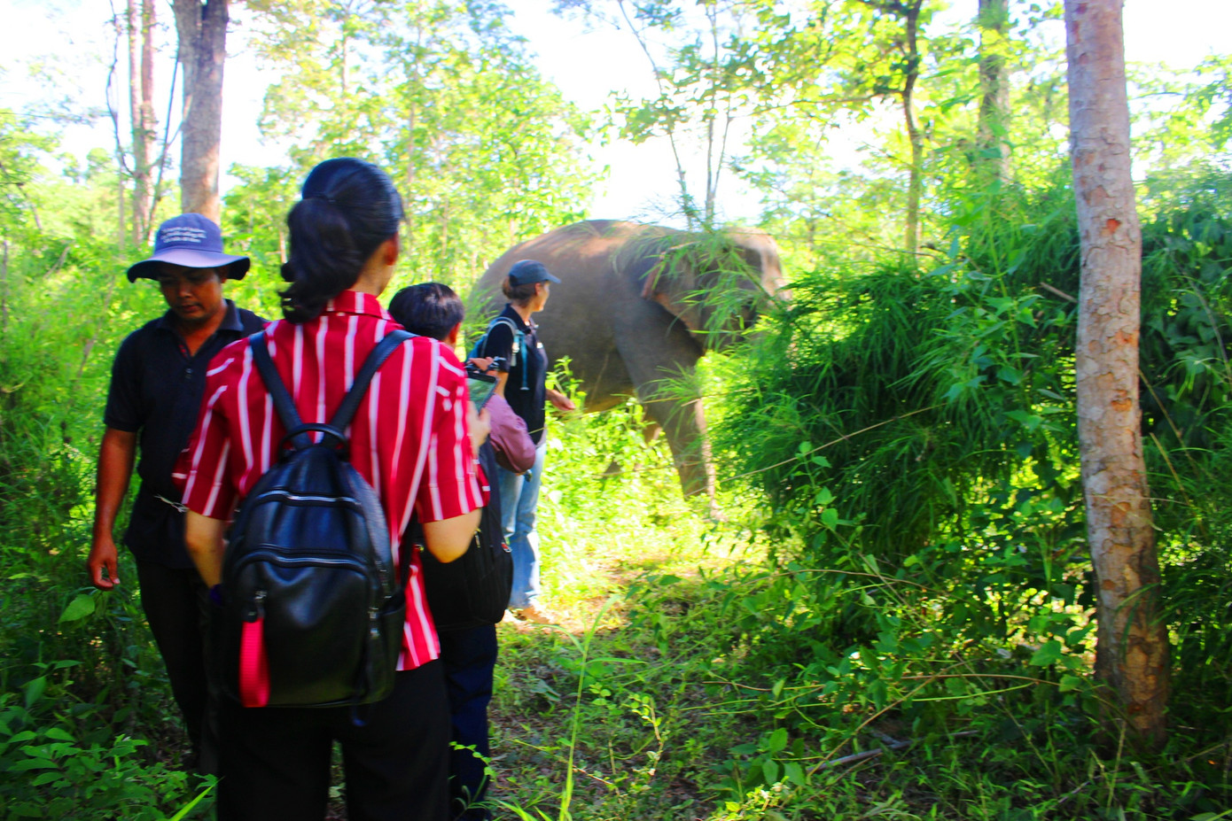Cưỡi voi động dục: Đánh cược tính mạng du khách? ảnh 1