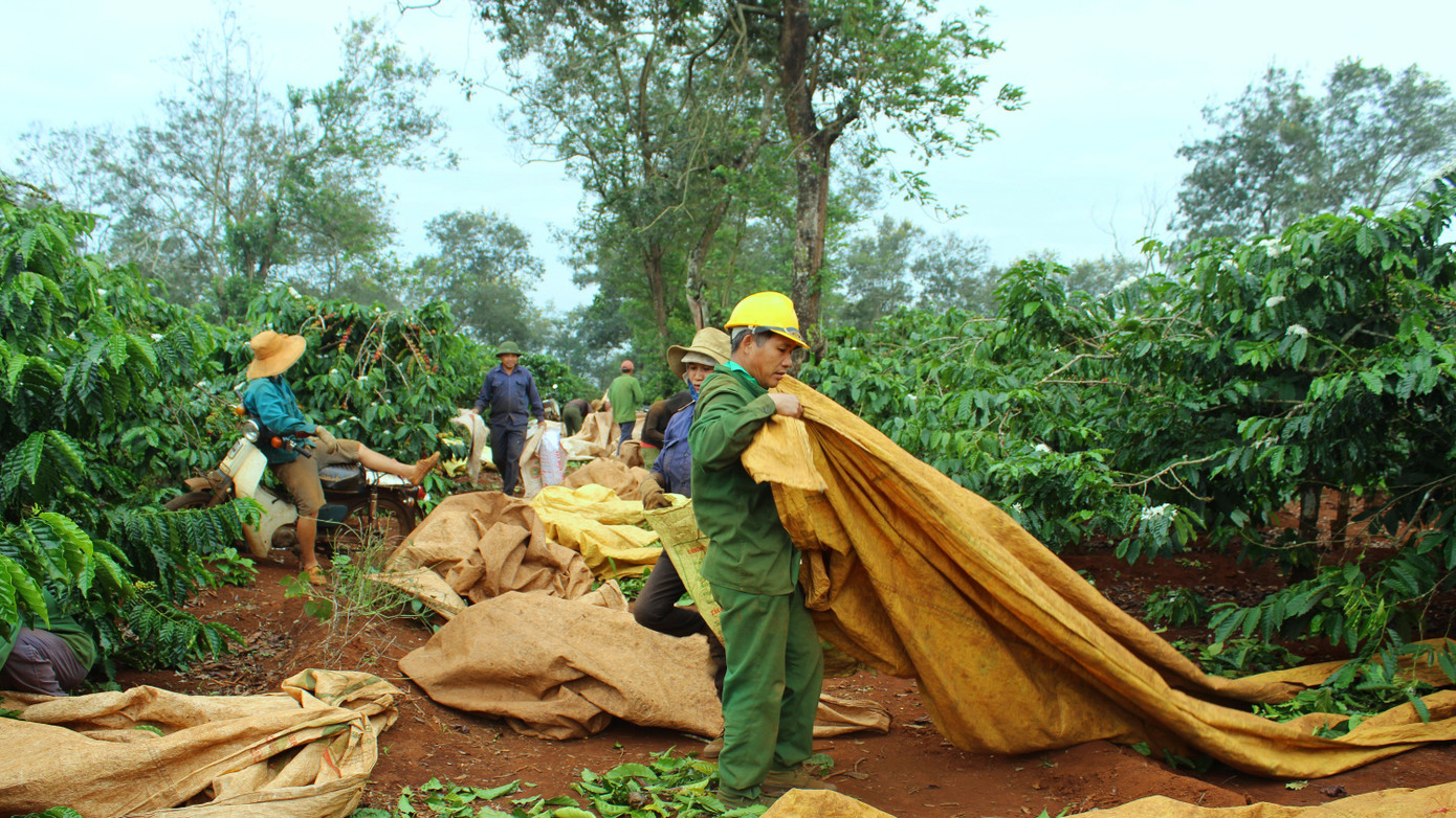 Hối hả thu hoạch từ sáng đến tối ở thủ phủ cà phê Tây Nguyên ảnh 6