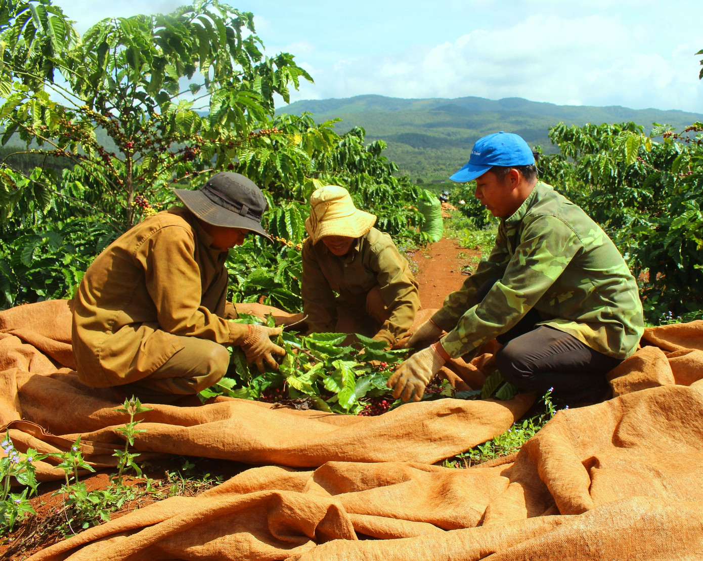 Hối hả thu hoạch từ sáng đến tối ở thủ phủ cà phê Tây Nguyên ảnh 3