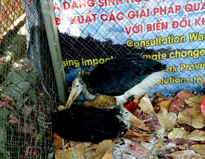 Đắk Lắk: Thả 2 cá thể chim trong sách đỏ về tự nhiên ảnh 1