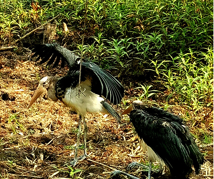 Đắk Lắk: Thả 2 cá thể chim trong sách đỏ về tự nhiên ảnh 3