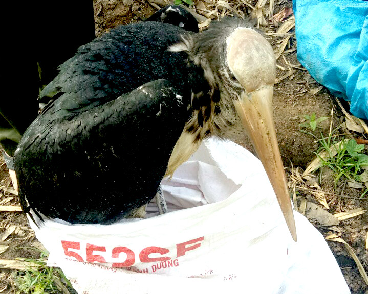 Đắk Lắk: Thả 2 cá thể chim trong sách đỏ về tự nhiên ảnh 2