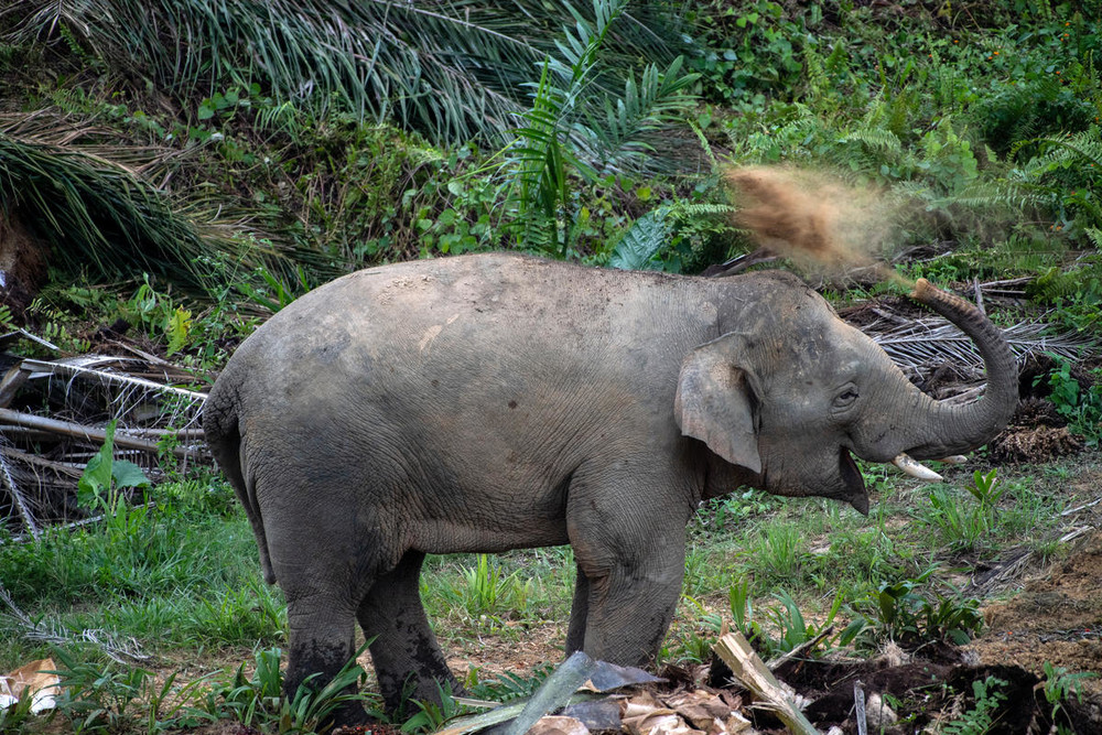 Những khoảnh khắc độc lạ hiếm thấy của loài voi ảnh 5