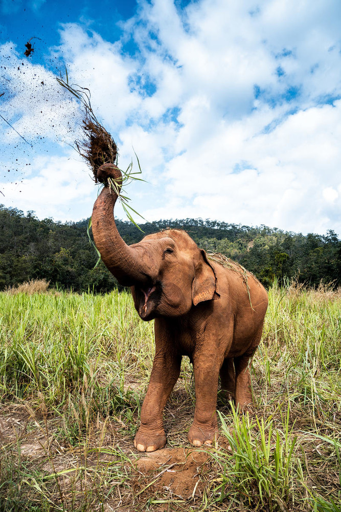 Những khoảnh khắc độc lạ hiếm thấy của loài voi ảnh 4
