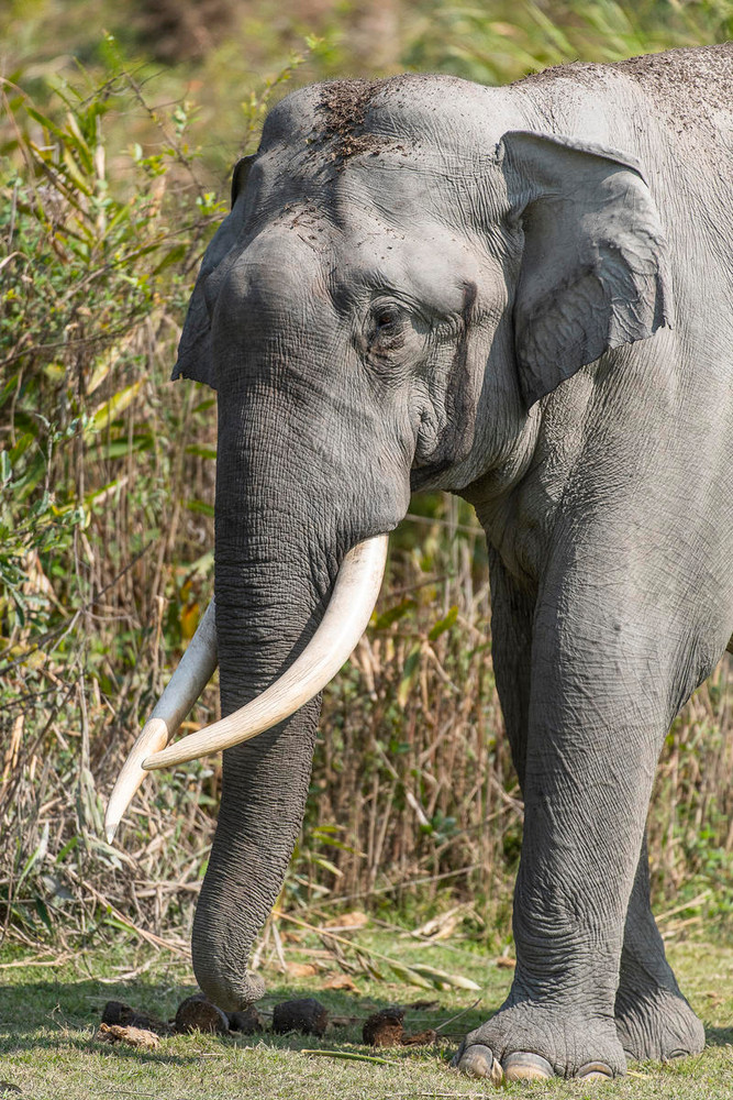 Những khoảnh khắc độc lạ hiếm thấy của loài voi ảnh 3