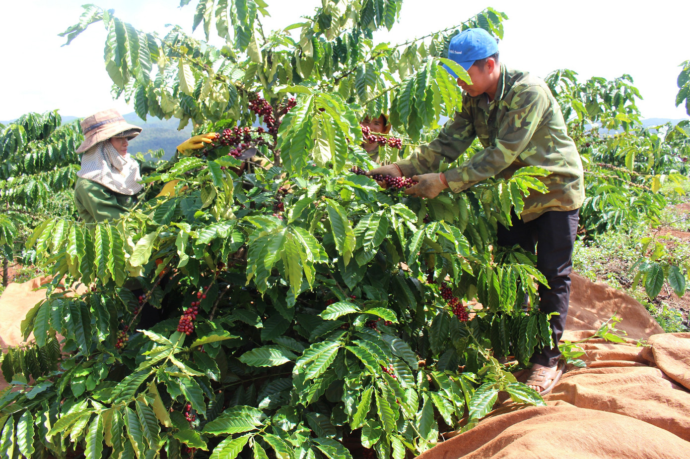 Thủ tướng đề nghị điều tra, truy tố, xét xử nạn sản xuất phân bón giả ảnh 5