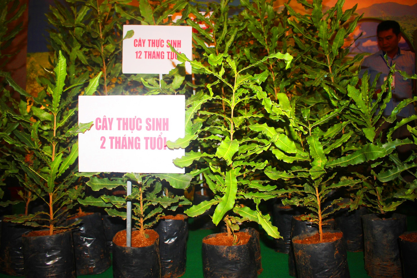 Thủ tướng: Trồng mắc ca, không để nông dân đơn độc ảnh 3