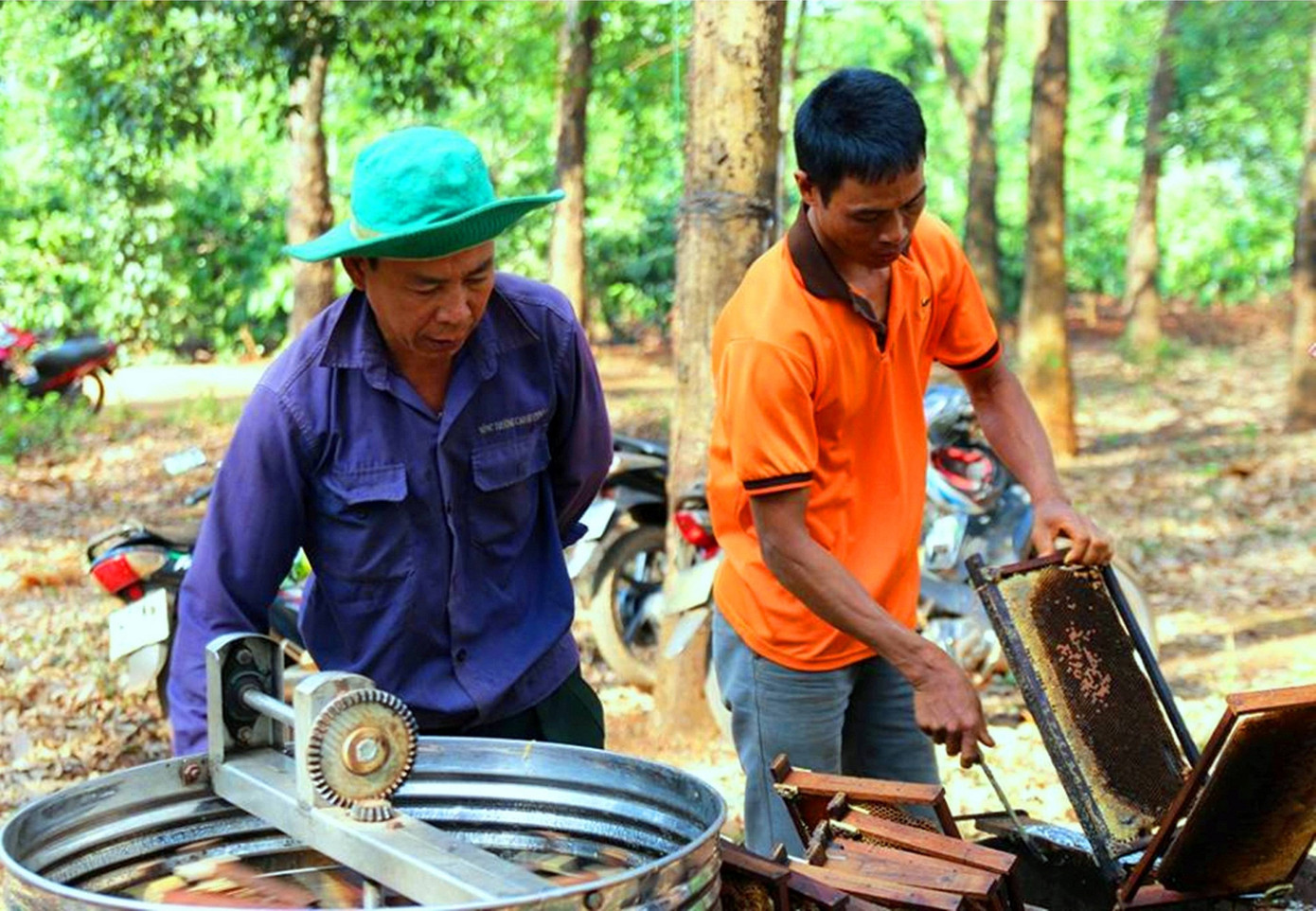 Lý thú đưa ong 'săn' hoa cà phê ảnh 4