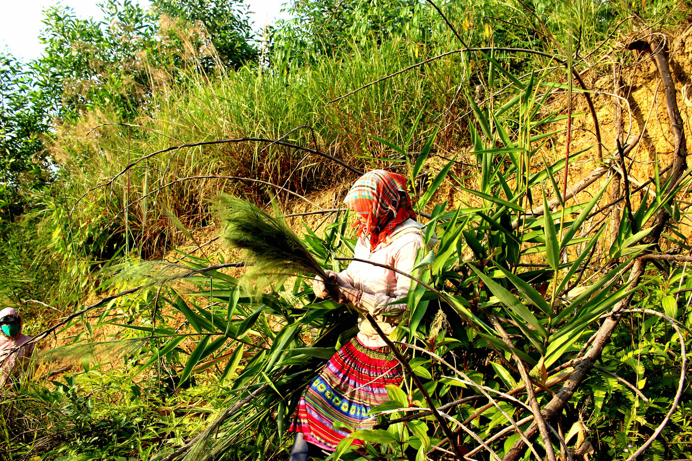 Săn 'lộc rừng' trên thảo nguyên M’đrắk ảnh 3