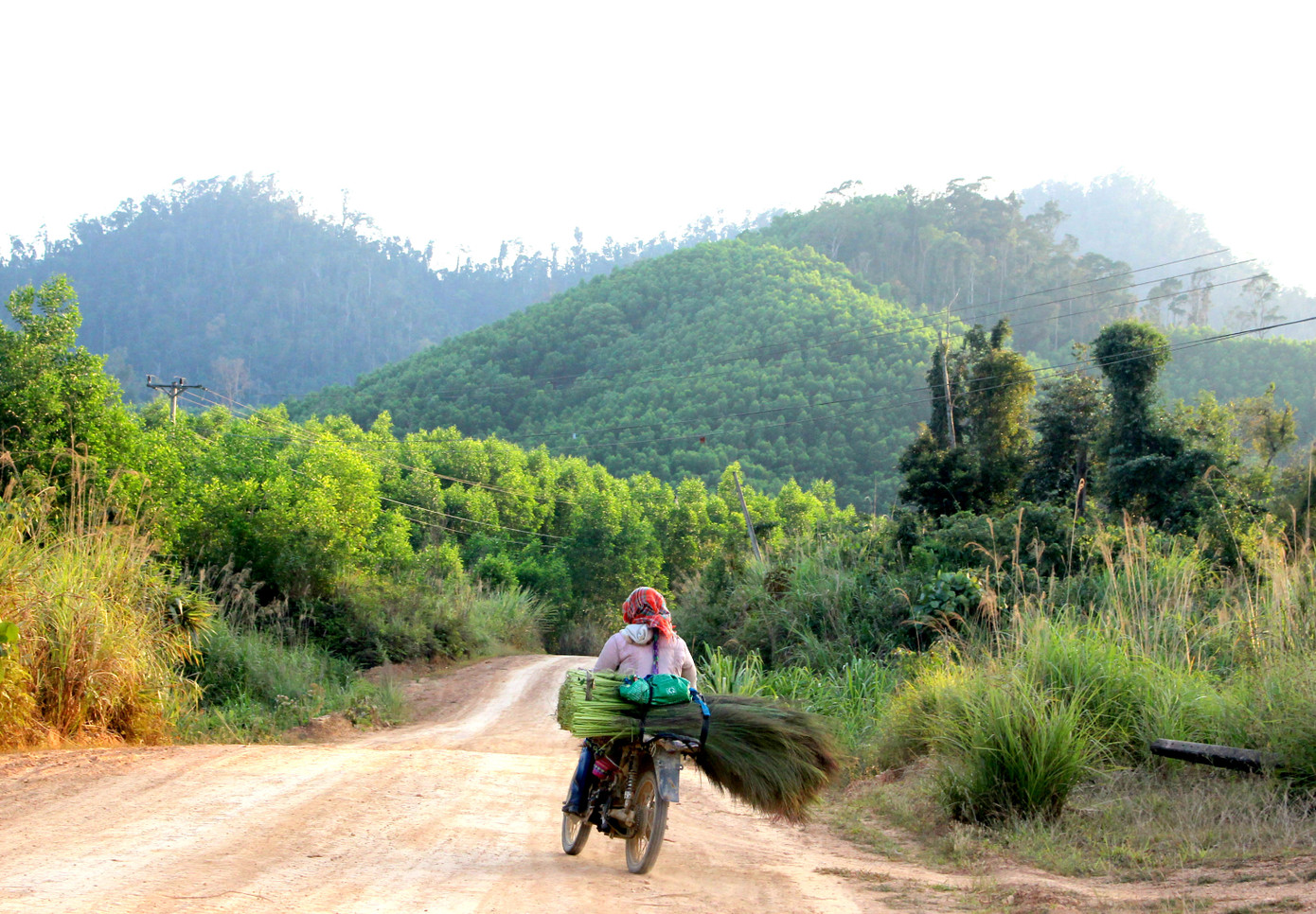 Săn 'lộc rừng' trên thảo nguyên M’đrắk ảnh 6