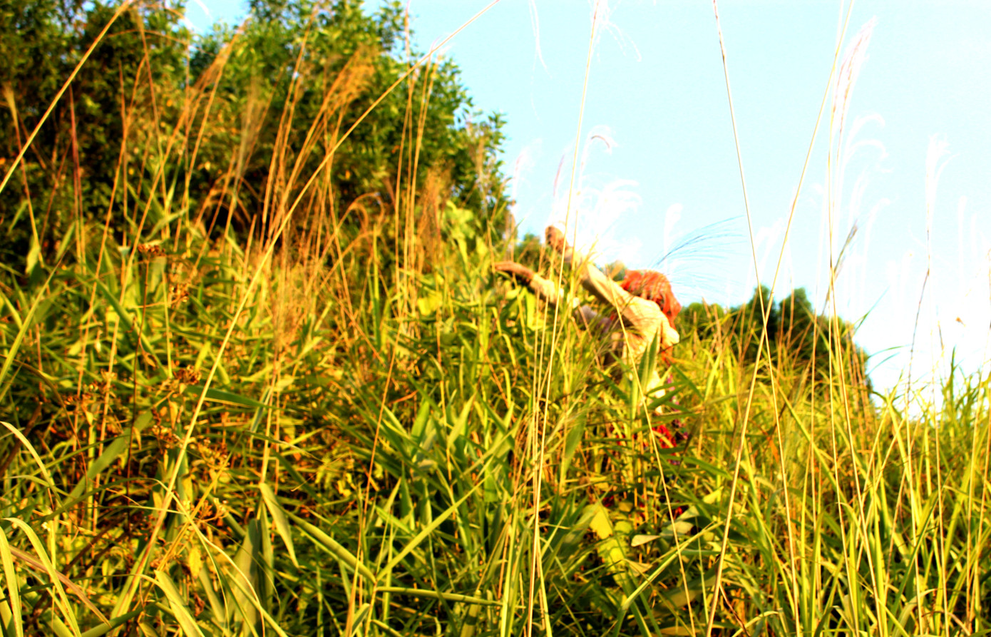 Săn 'lộc rừng' trên thảo nguyên M’đrắk ảnh 2