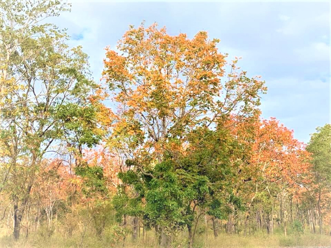 Sững sờ chứng kiến rừng Tây Nguyên chuyển sắc ‘gọi’ xuân về ảnh 6