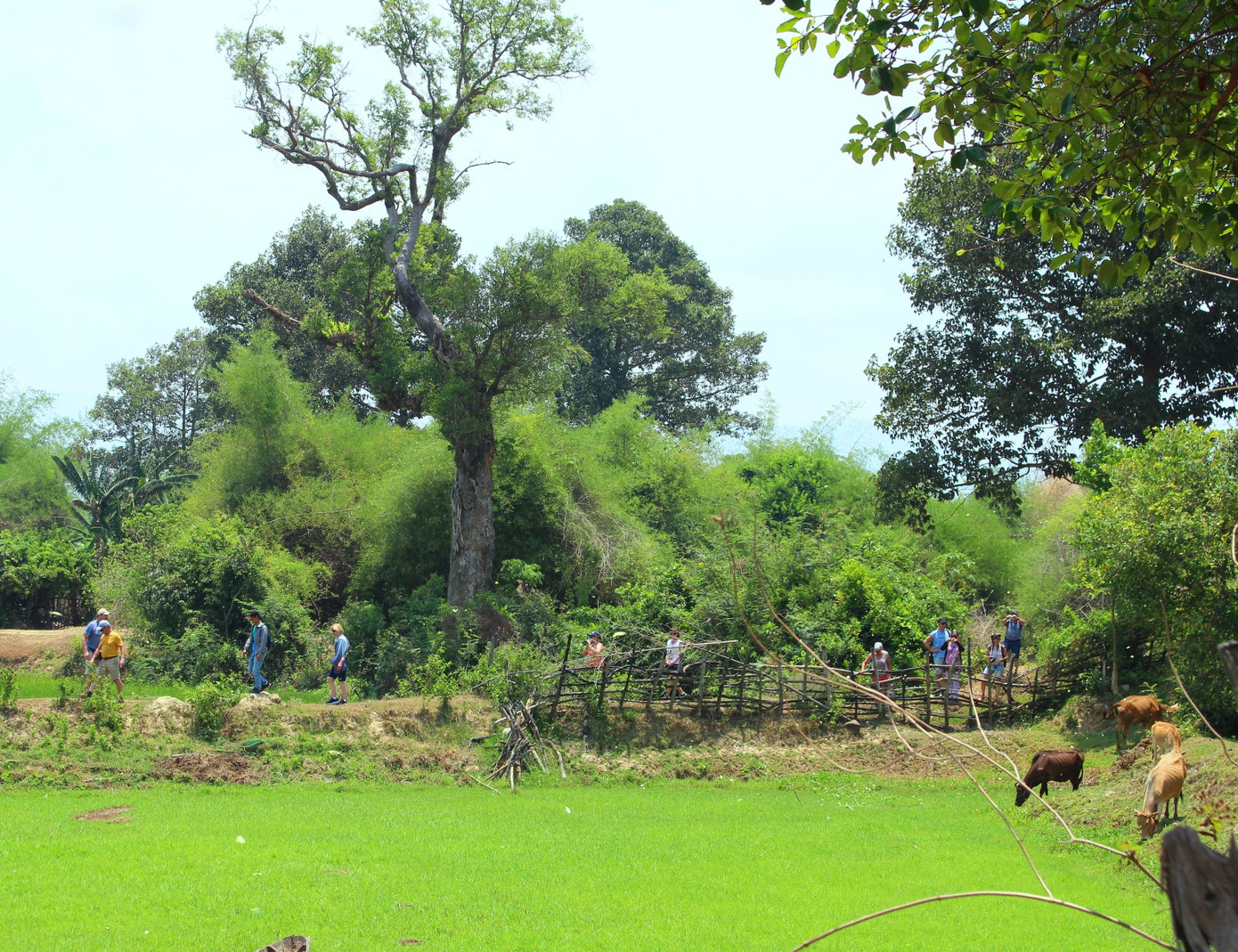 Kỳ lạ những chiếc ché trong 'rừng ma' ảnh 7