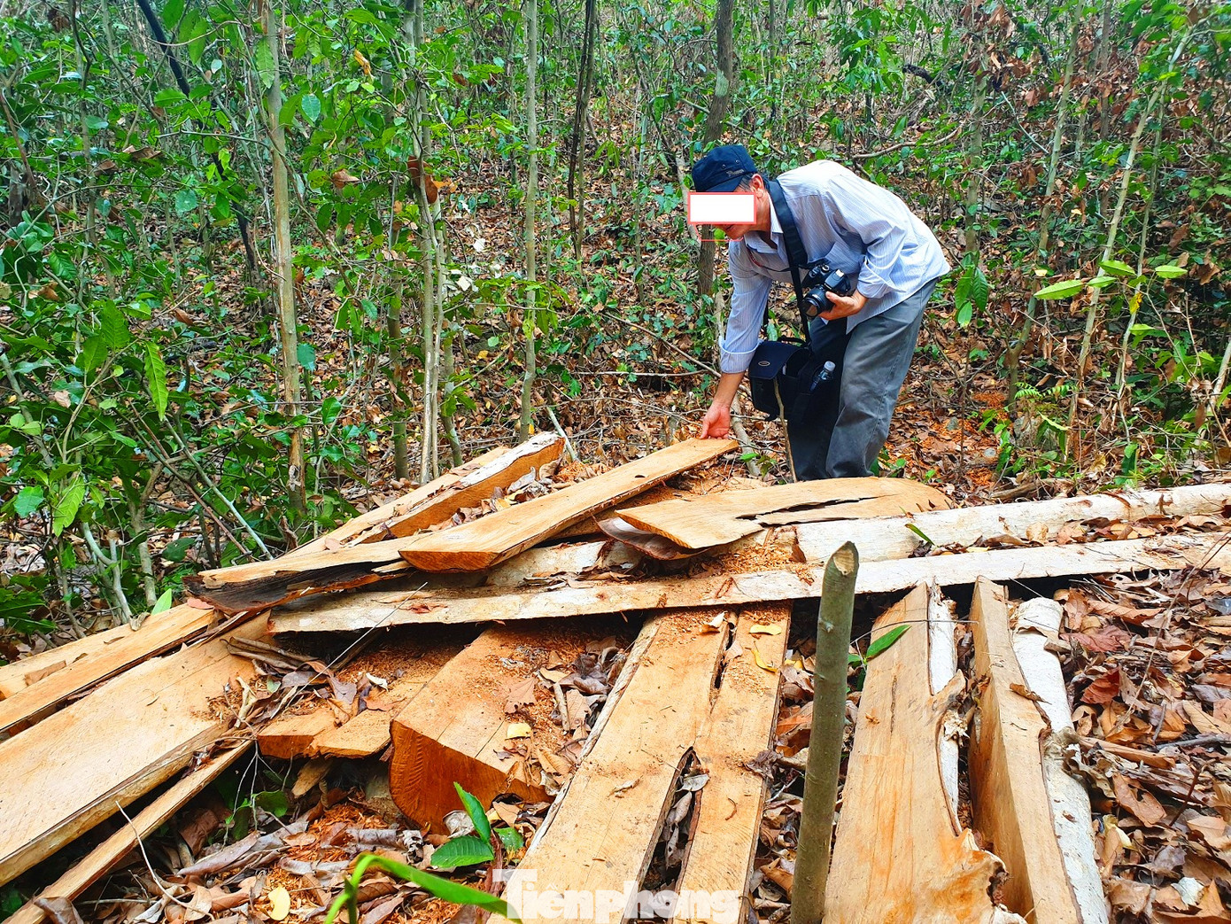Bức tử rừng giáp ranh Gia Lai-Đắk Lắk: Điều tra, xử lý phá rừng Tây Nguyên ảnh 2