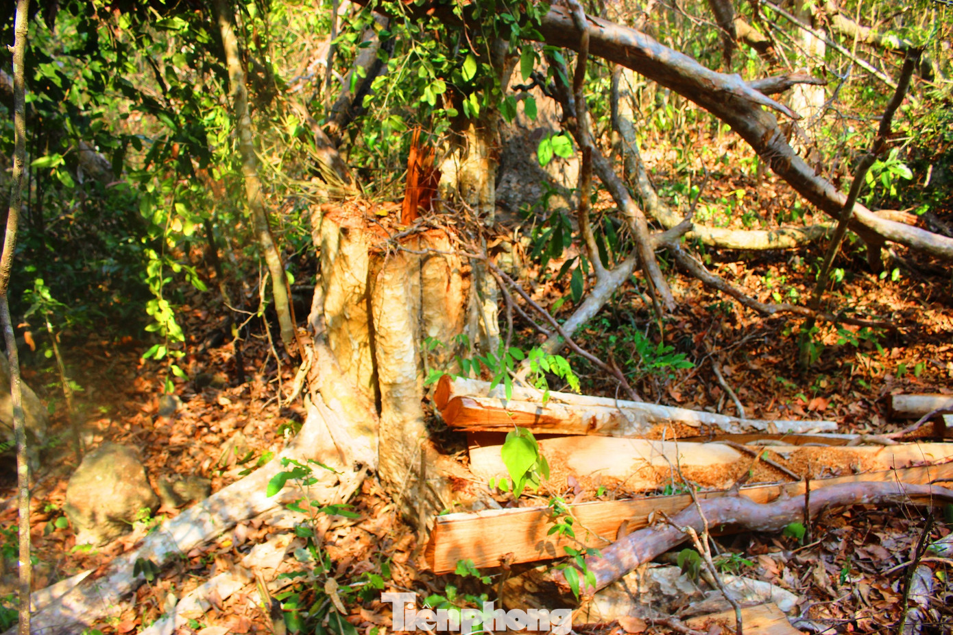 Bức tử rừng giáp ranh Gia Lai-Đắk Lắk: Điều tra, xử lý phá rừng Tây Nguyên ảnh 3