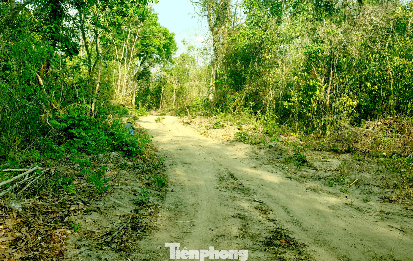 Tận thấy bức tử rừng giáp ranh Gia Lai - Đắk Lắk ảnh 7