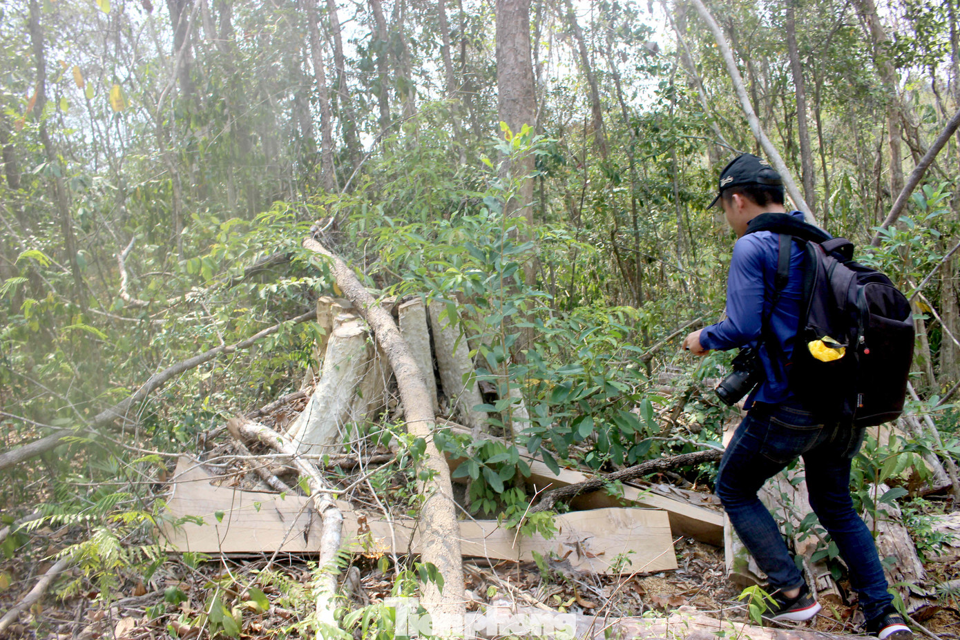 Tận thấy bức tử rừng giáp ranh Gia Lai - Đắk Lắk ảnh 3