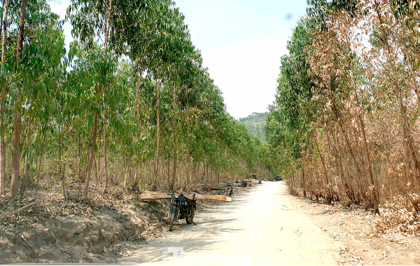 Tận thấy bức tử rừng giáp ranh Gia Lai - Đắk Lắk ảnh 1