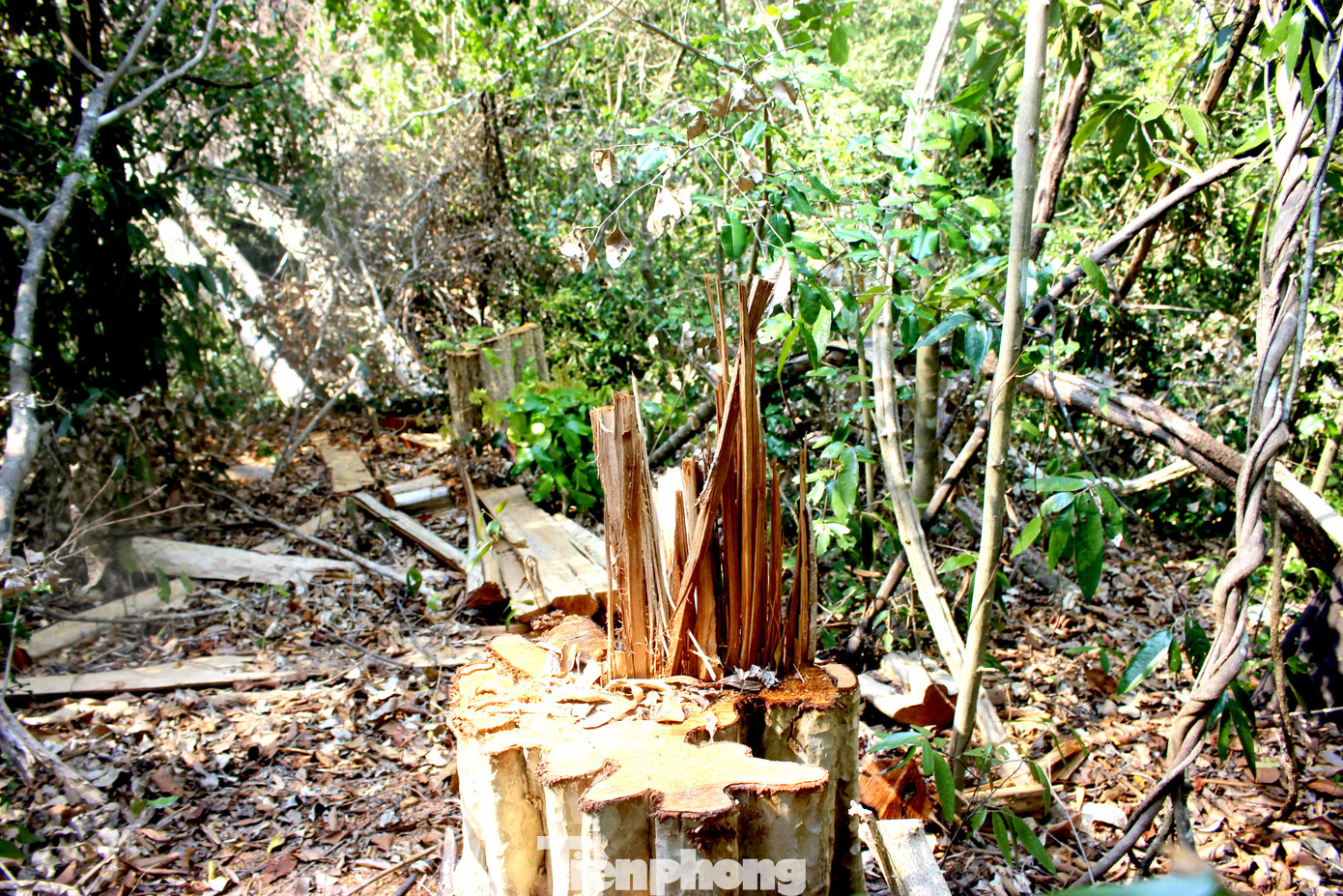 Tận thấy bức tử rừng giáp ranh Gia Lai - Đắk Lắk ảnh 4