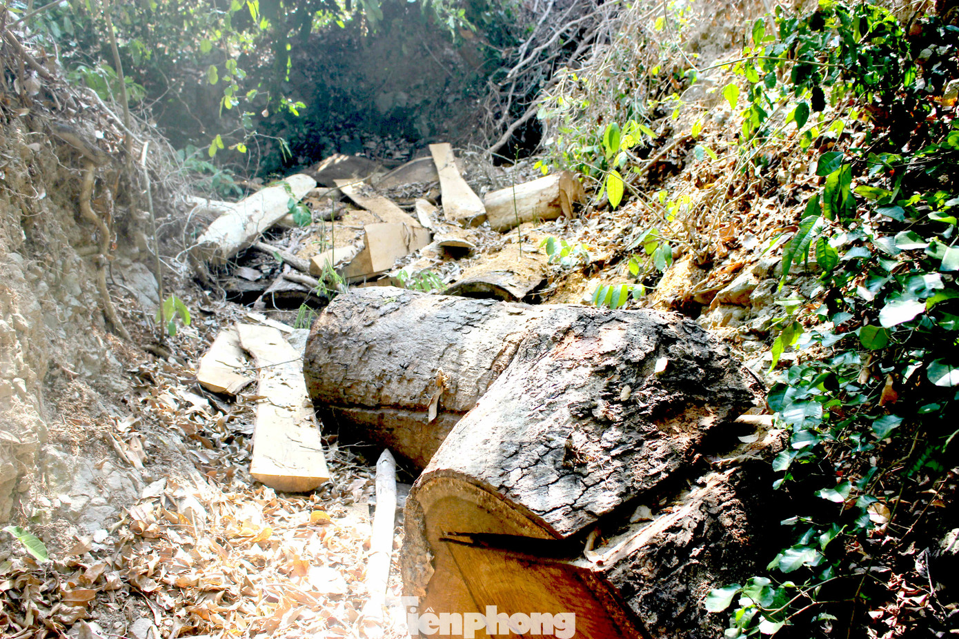 Tận thấy bức tử rừng giáp ranh Gia Lai - Đắk Lắk ảnh 6