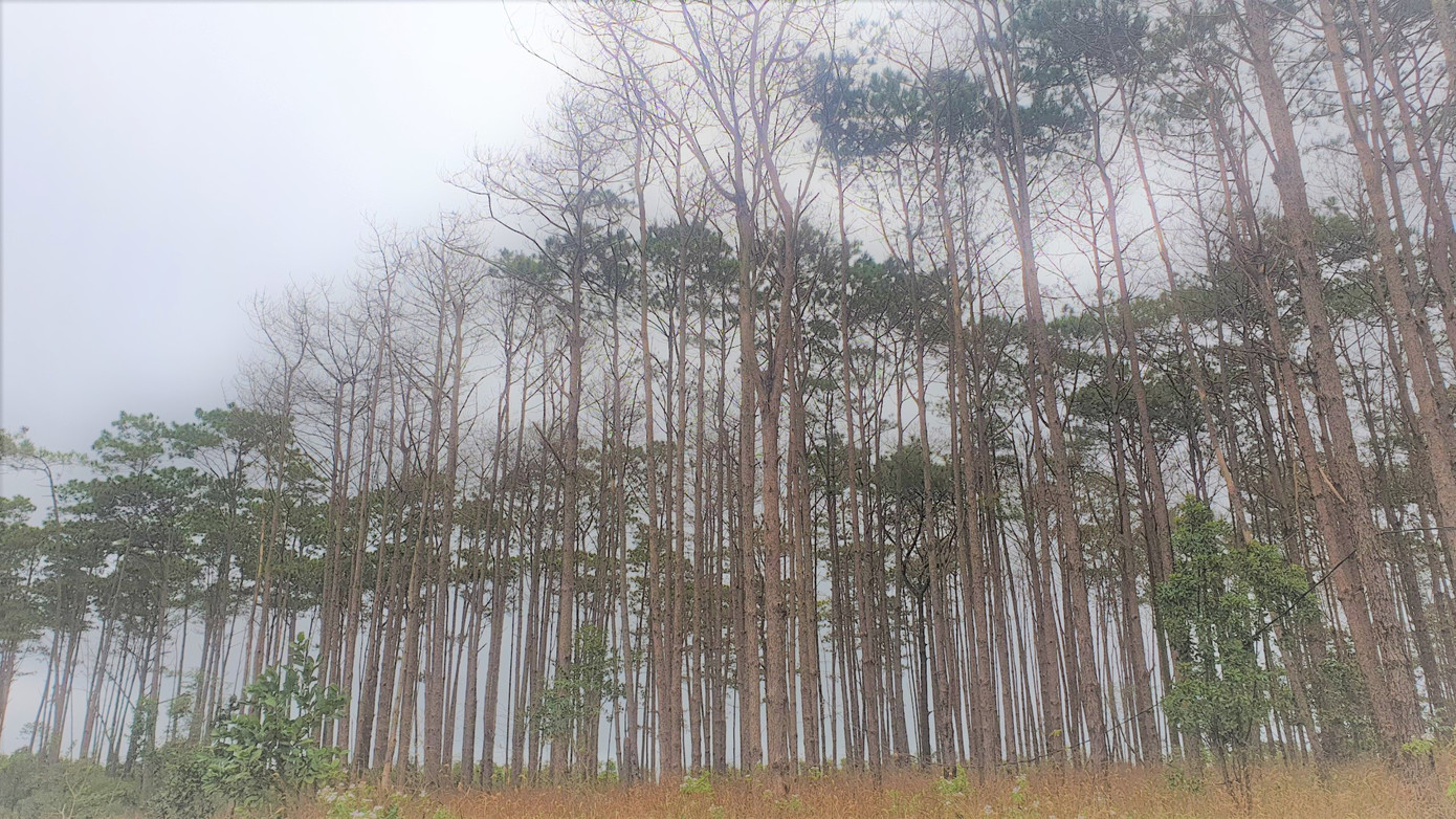 Đắk Nông nói gì về tình trạng phá rừng trên địa bàn? ảnh 2