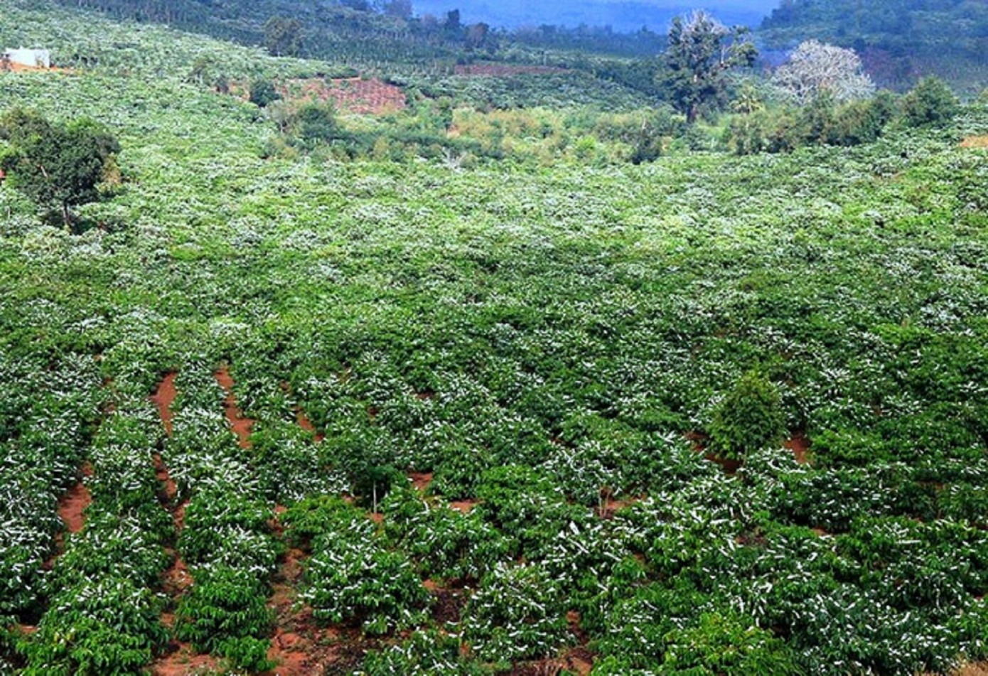 Ngỡ ngàng hoa cà phê nở trắng trời ảnh 4