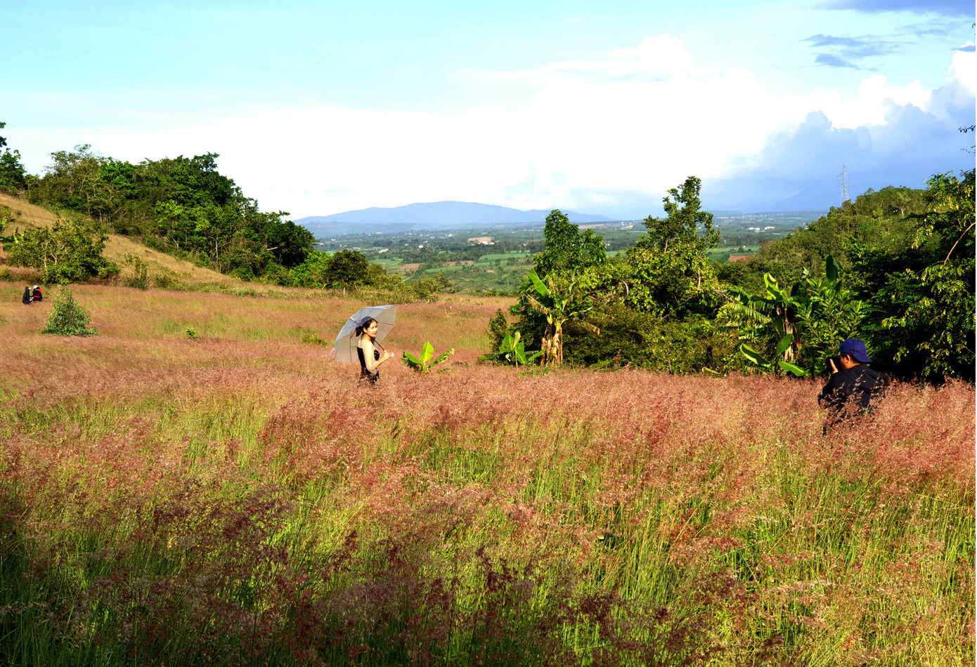 Đồi cỏ hồng lần đầu 'chào khách' trên thảo nguyên M’đrắk ảnh 3