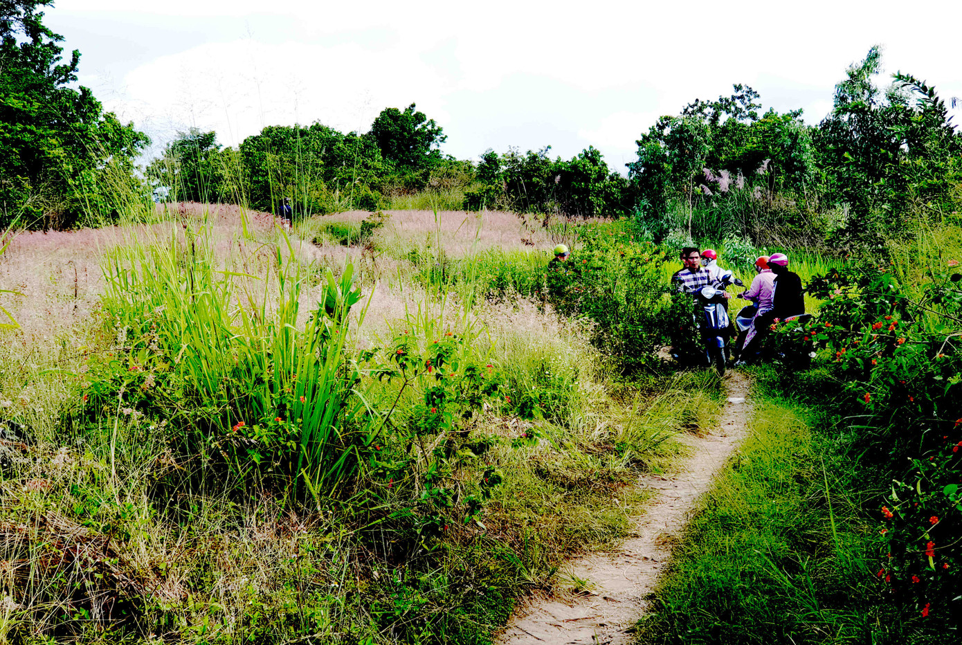 Đồi cỏ hồng lần đầu 'chào khách' trên thảo nguyên M’đrắk ảnh 1