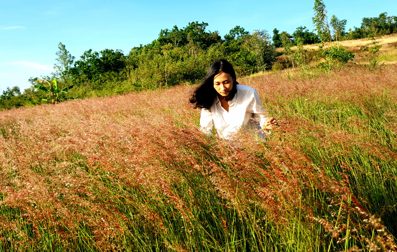 Đồi cỏ hồng lần đầu 'chào khách' trên thảo nguyên M’đrắk ảnh 2