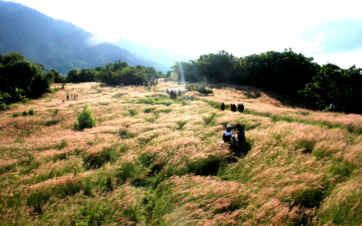 Đồi cỏ hồng lần đầu 'chào khách' trên thảo nguyên M’đrắk ảnh 7