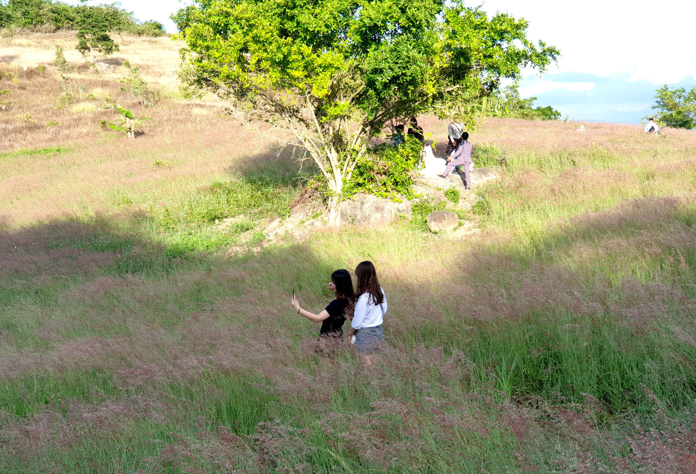 Đồi cỏ hồng lần đầu 'chào khách' trên thảo nguyên M’đrắk ảnh 4