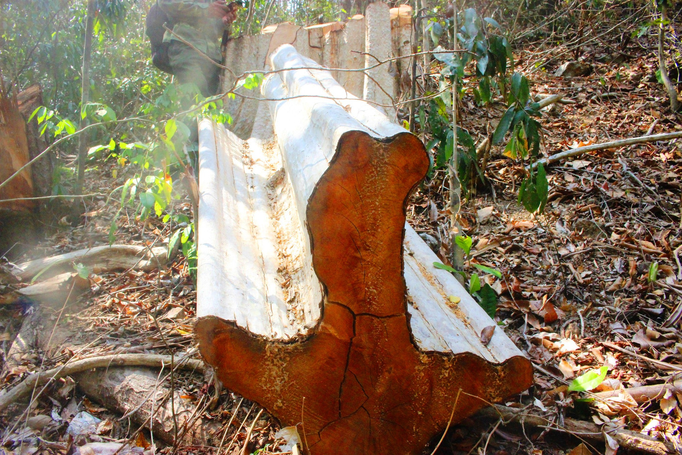 Mật phục truy quét lâm tặc tại điểm nóng phá rừng ảnh 2