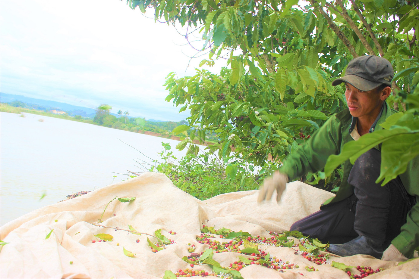 Bất lực nhìn sông Krông Nô 'ngoạm' đất trồng trọt nghiêm trọng ảnh 5